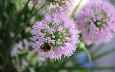 La gestion de l’eau dans les jardins méditerranéens